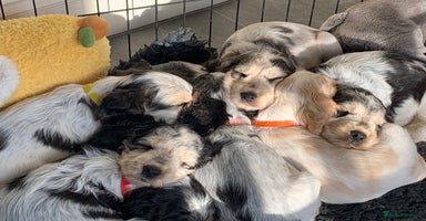 Cocker Spaniel dogs - Advert 12