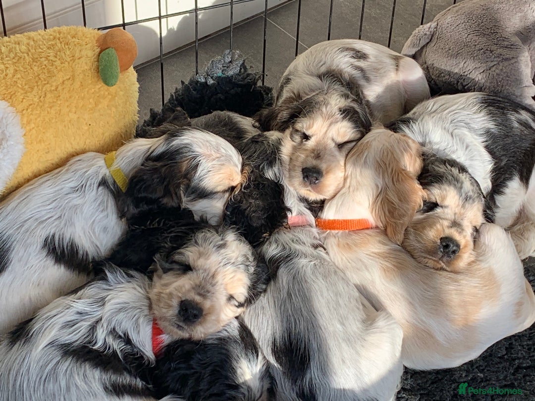 Cocker Spaniel dogs for sale: 4 Beautiful Puppies. KC Sable Show Cocker Puppies  - Image 1