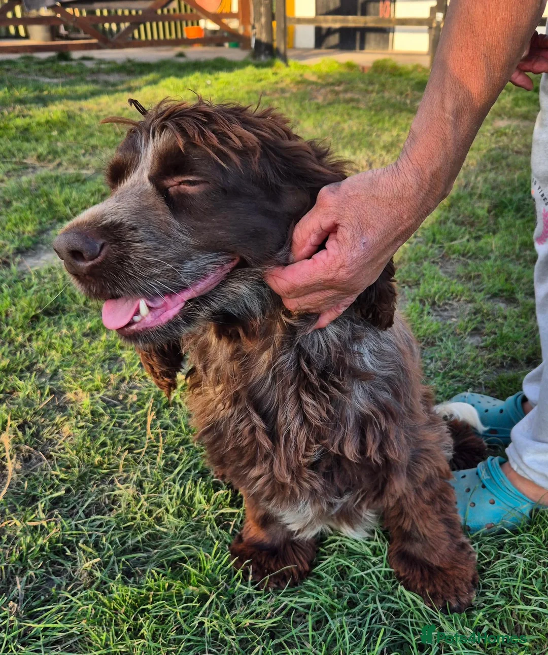 Cockapoo dogs for sale: Puppies in Alton - Advert 1