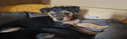Yorkshire Terrier dogs for sale: 3 beautiful Yorkshire terriers puppies left - Advert 10