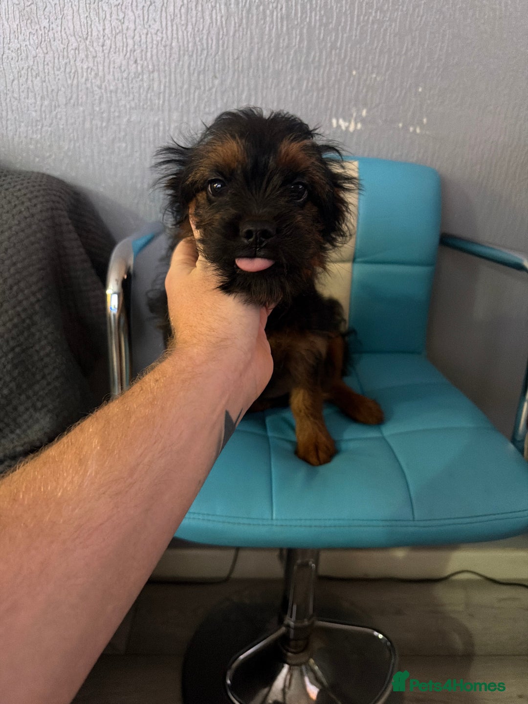 Mixed Breed dogs for sale: ONE OF ONE! Micro Asian Toy PoodleXFluffy Frenchie - Advert 1