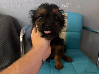 Mixed Breed dogs ONE OF ONE! Micro Asian Toy PoodleXFluffy Frenchie - Advert 11