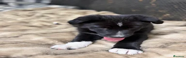 Mixed Breed Puppy 2