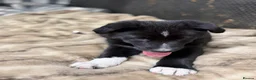 Mixed Breed dogs for sale: Beautiful Shollie pups - Advert 21