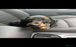 Miniature Dachshund dogs for sale: Adorable miniature dachshund long hair fully vac - Image 5