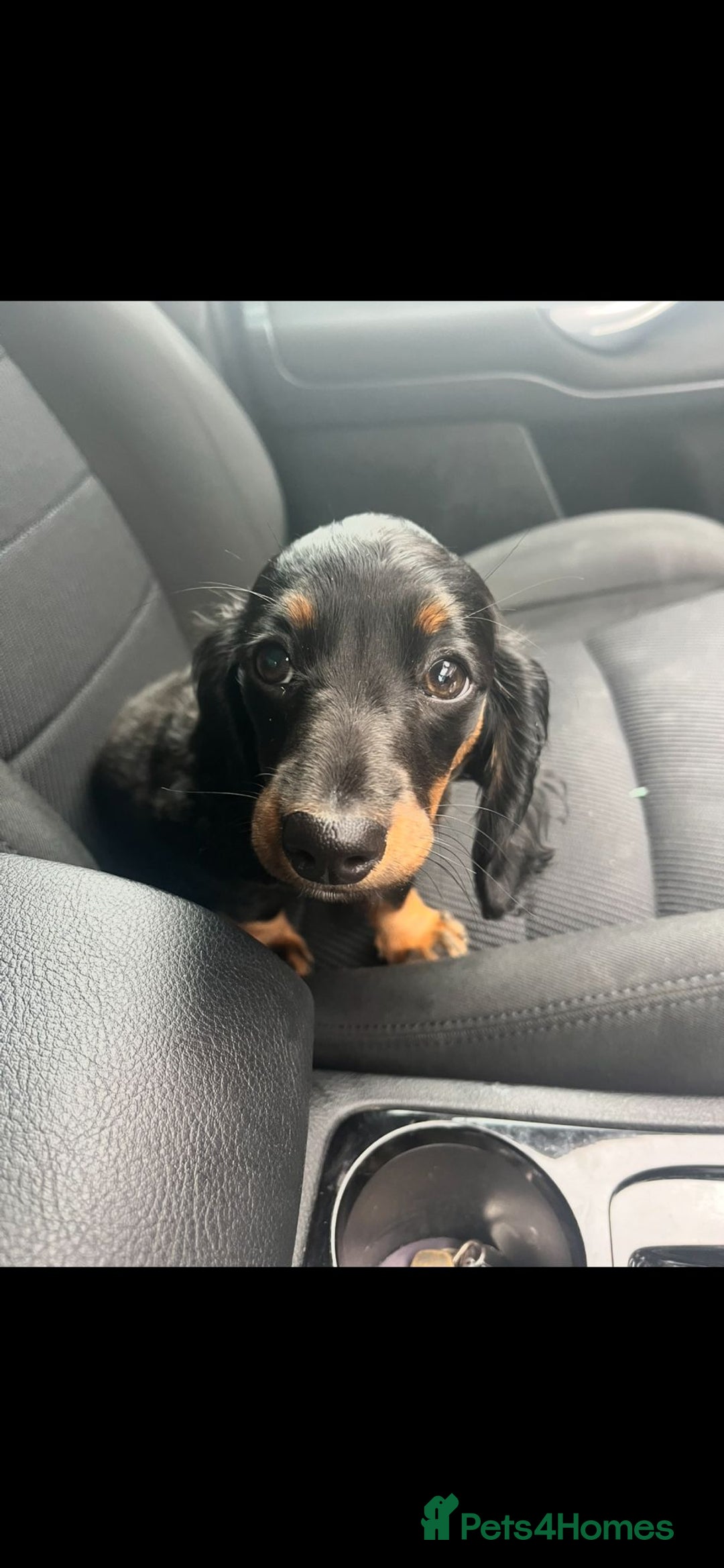 Miniature Dachshund dogs for sale: Adorable miniature dachshund long hair fully vac - Image 5