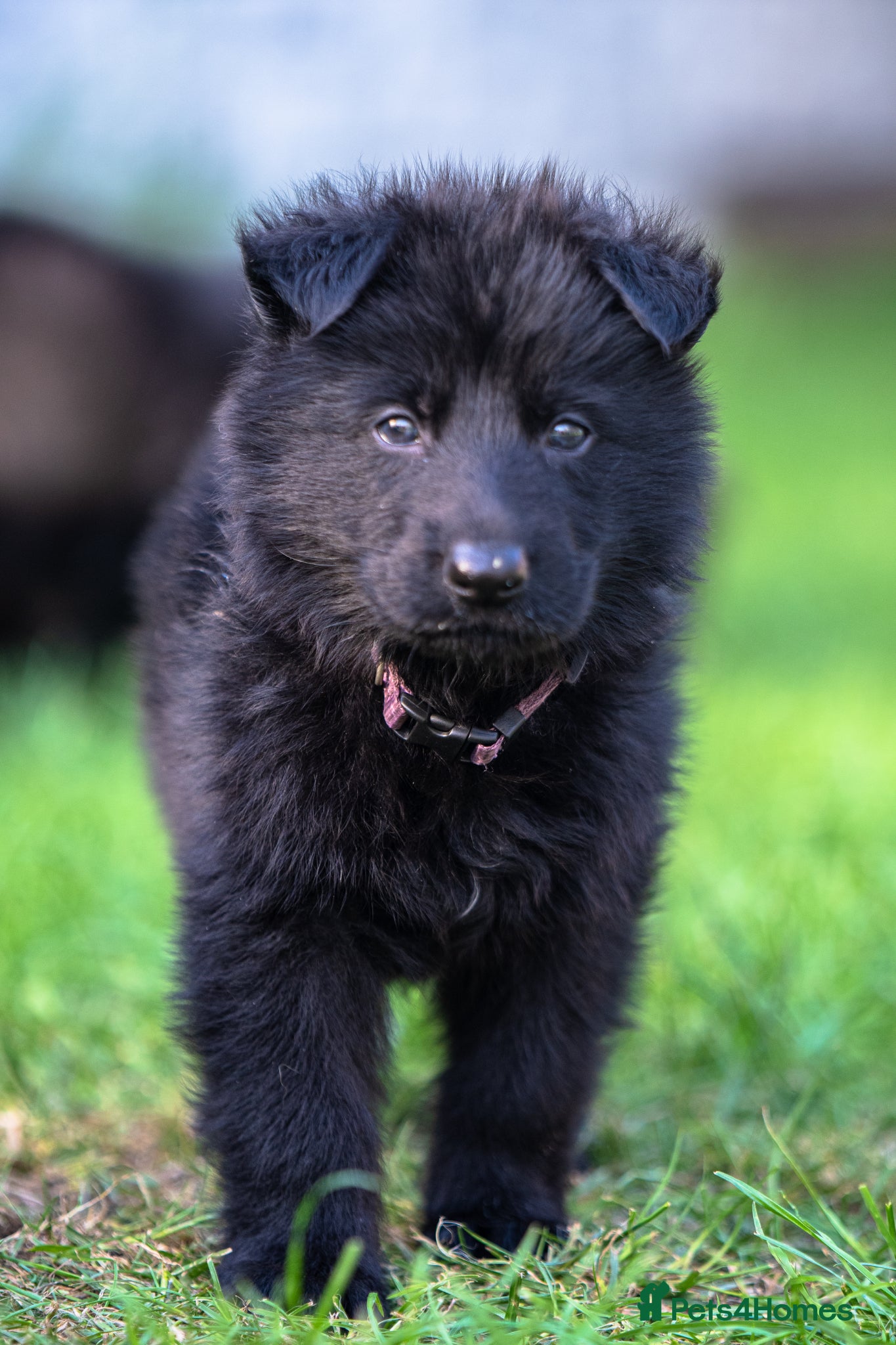 German Shepherd dogs Health tested Czech German shepherd puppies - Advert 15
