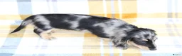 Miniature Dachshund dogs for sale: Creams kc registred  - Advert 3