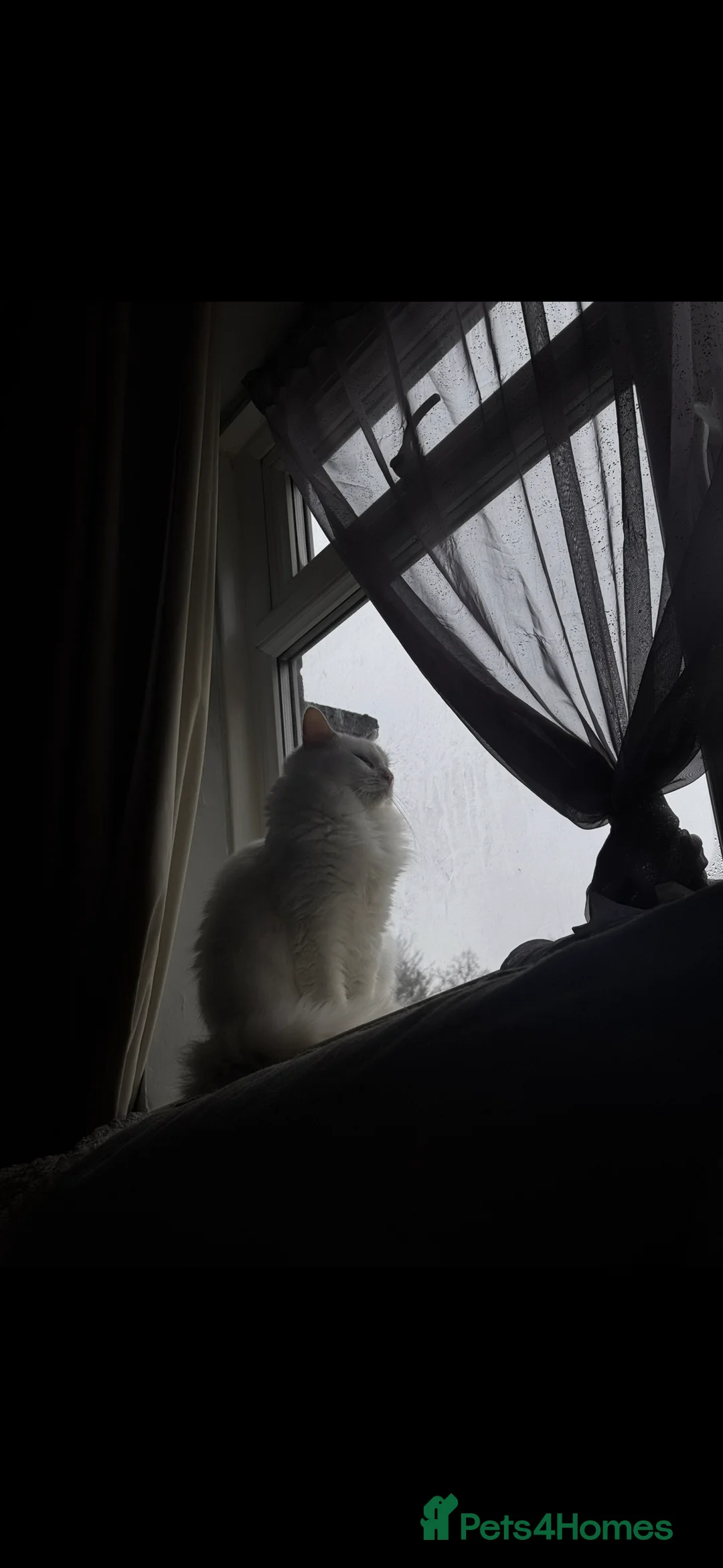 Mixed Breed cats for sale: Beautiful white long hair  - Advert 6