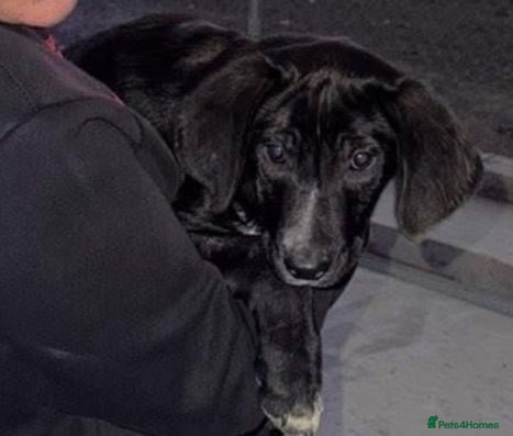 Mixed Breed dogs Roonie 5 month Lab Cross  - Advert 1