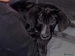 Mixed Breed dogs Roonie 5 month Lab Cross - Advert 1