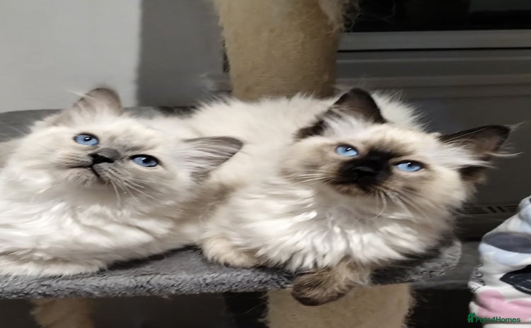 Ragdoll cats - Advert 14