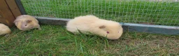 Guinea Pig rodents for sale: Male & Female guinea pigs various types & colours  - Advert 10
