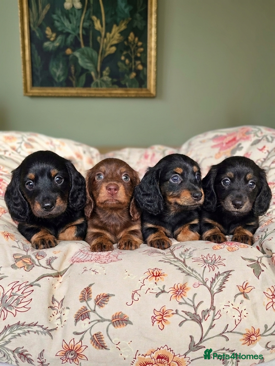 Miniature Dachshund dogs KC Pedigree Long Hair Mini Dachshund boy & girls - Advert 7