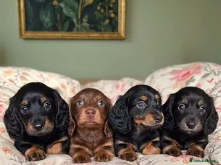 Miniature Dachshund dogs KC Pedigree Long Hair Mini Dachshund boy & girls - Advert 7
