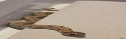 Snake reptiles for sale: Western hognoses babies - Advert 2