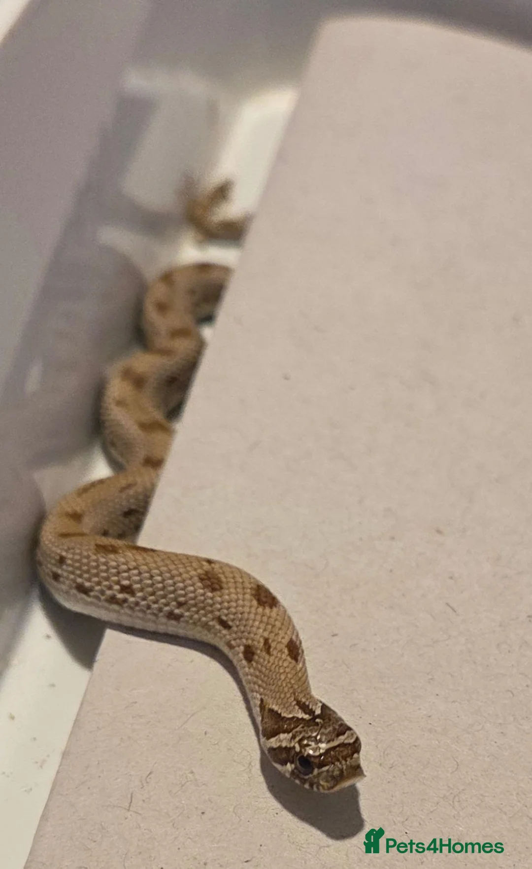 Snake reptiles for sale: Western hognoses babies - Advert 2