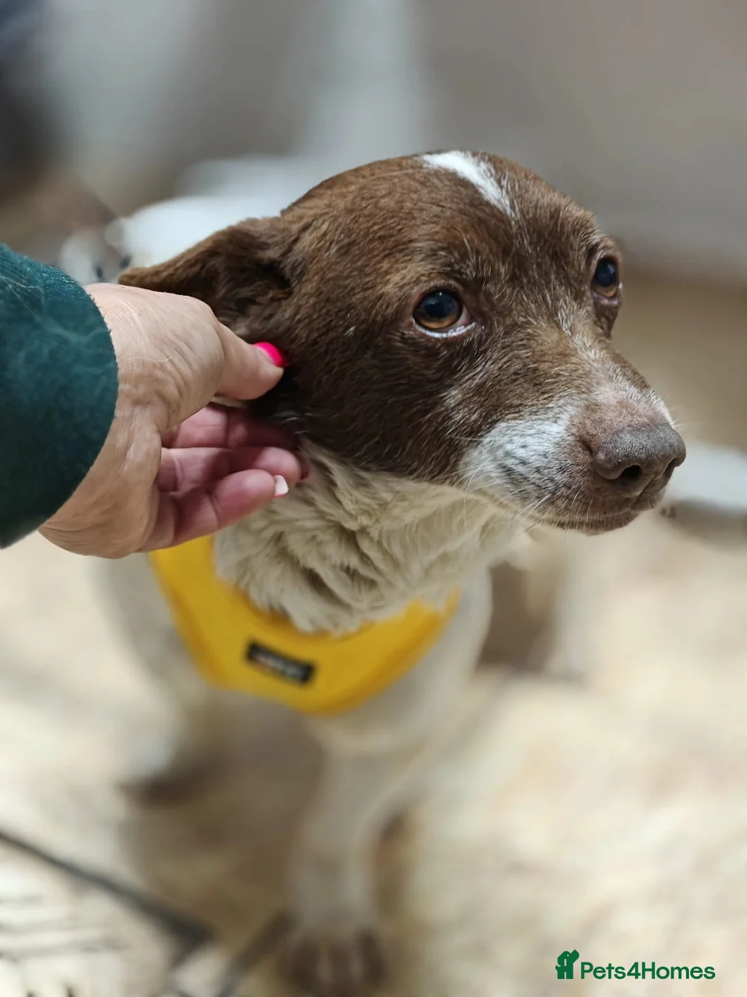 Mixed Breed dogs for adoption: 💙🐶 FINIK – HE TREASURES EVERY SECOND in Burton-on-Trent - Advert 2