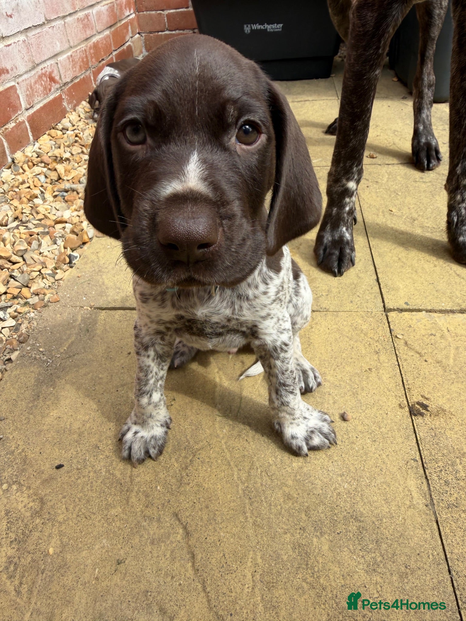 German Shorthaired Pointer dogs Stunning litter of 14 German short-haired pointers - Advert 2