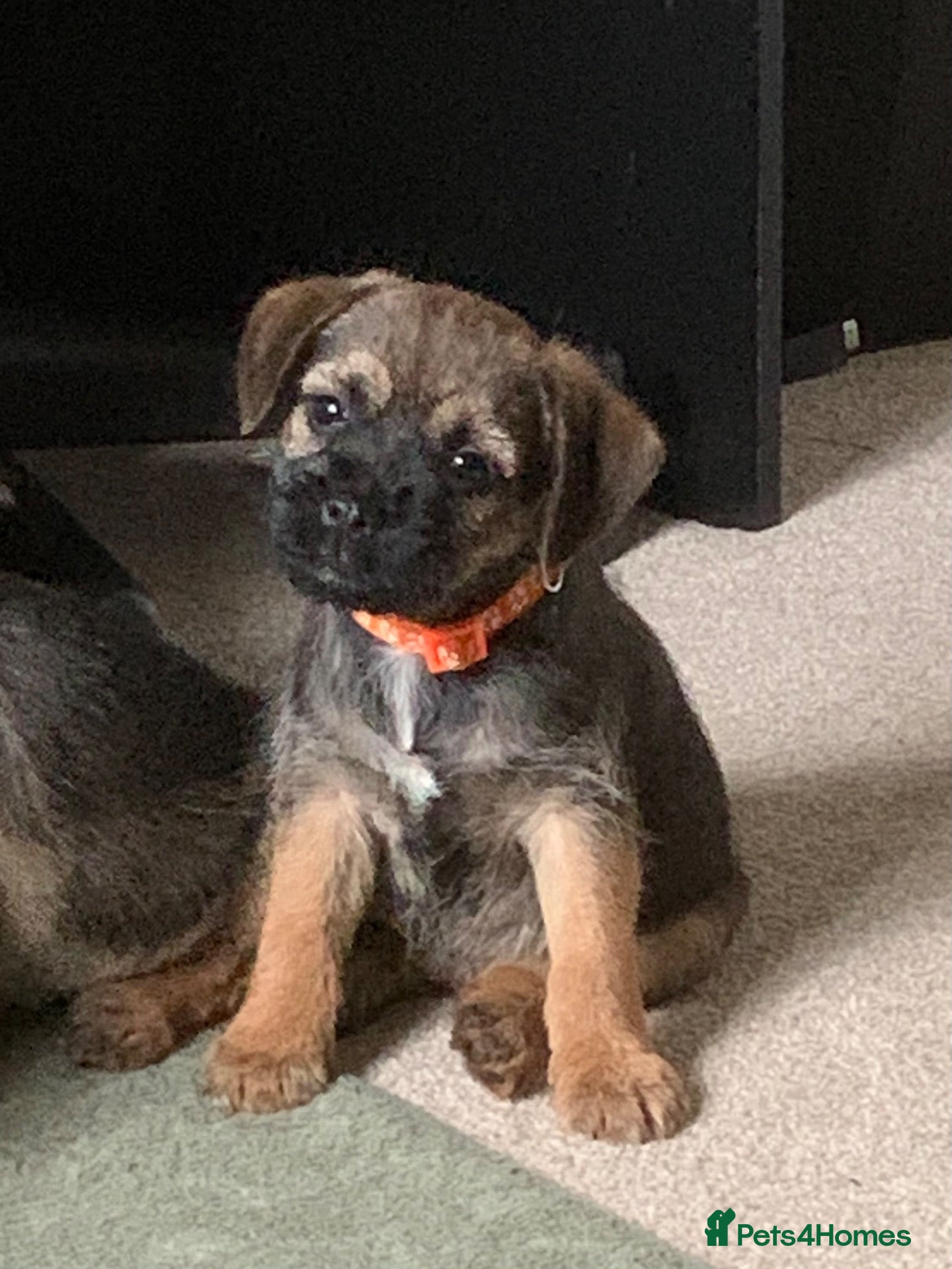 Border Terrier dogs for sale: KC Healthy Border companions  - Advert 2