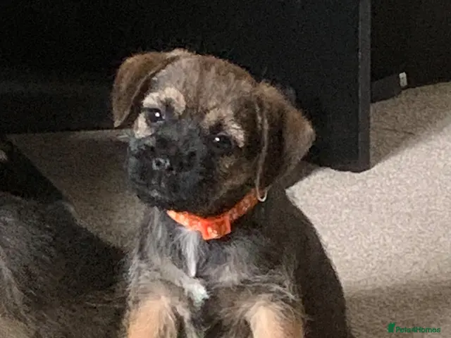 Border Terrier dogs for sale: KC Healthy Border companions - Advert 2