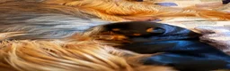 Yorkshire Terrier dogs for sale: Beautiful handsome Yorkshire Terrier Boy - Advert 6