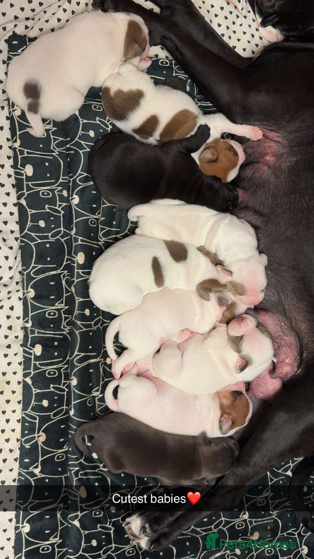 Mixed Breed dogs for sale: Staffie cross American bulldog chunky puppy’s  - Image 16