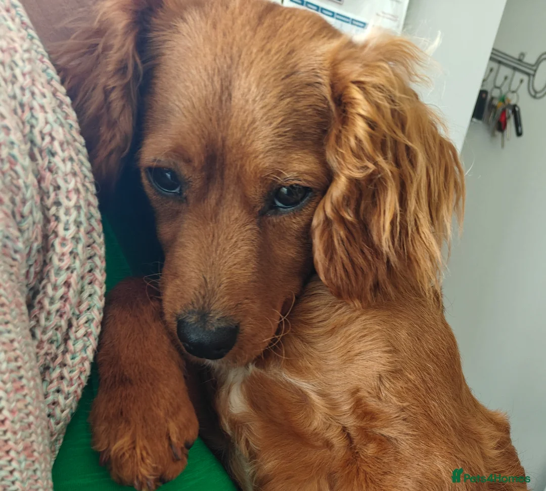 Cavapoo dogs for sale: 9 Month Female Cavapoo - Advert 2