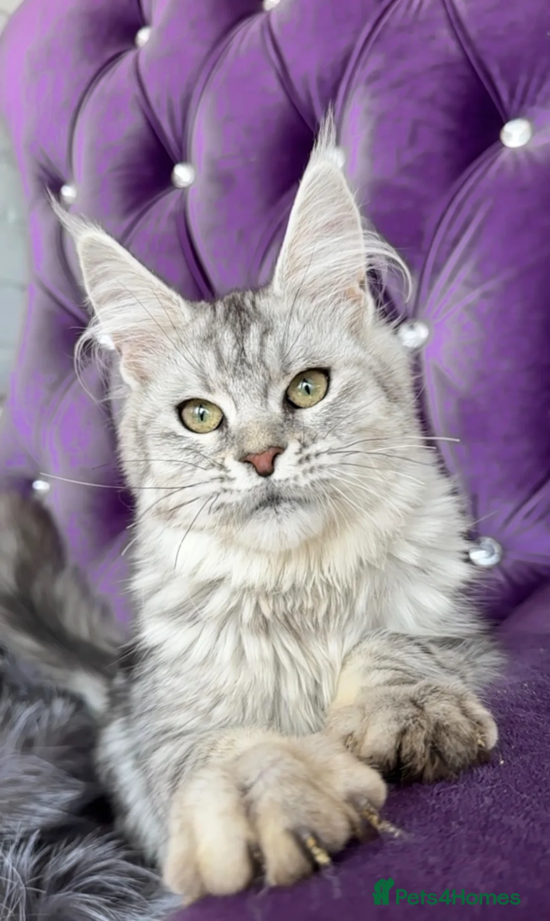 Maine Coon cats for sale: Silver Maine Coon Female (ns22)—Breeding Quality   in London - Advert 2