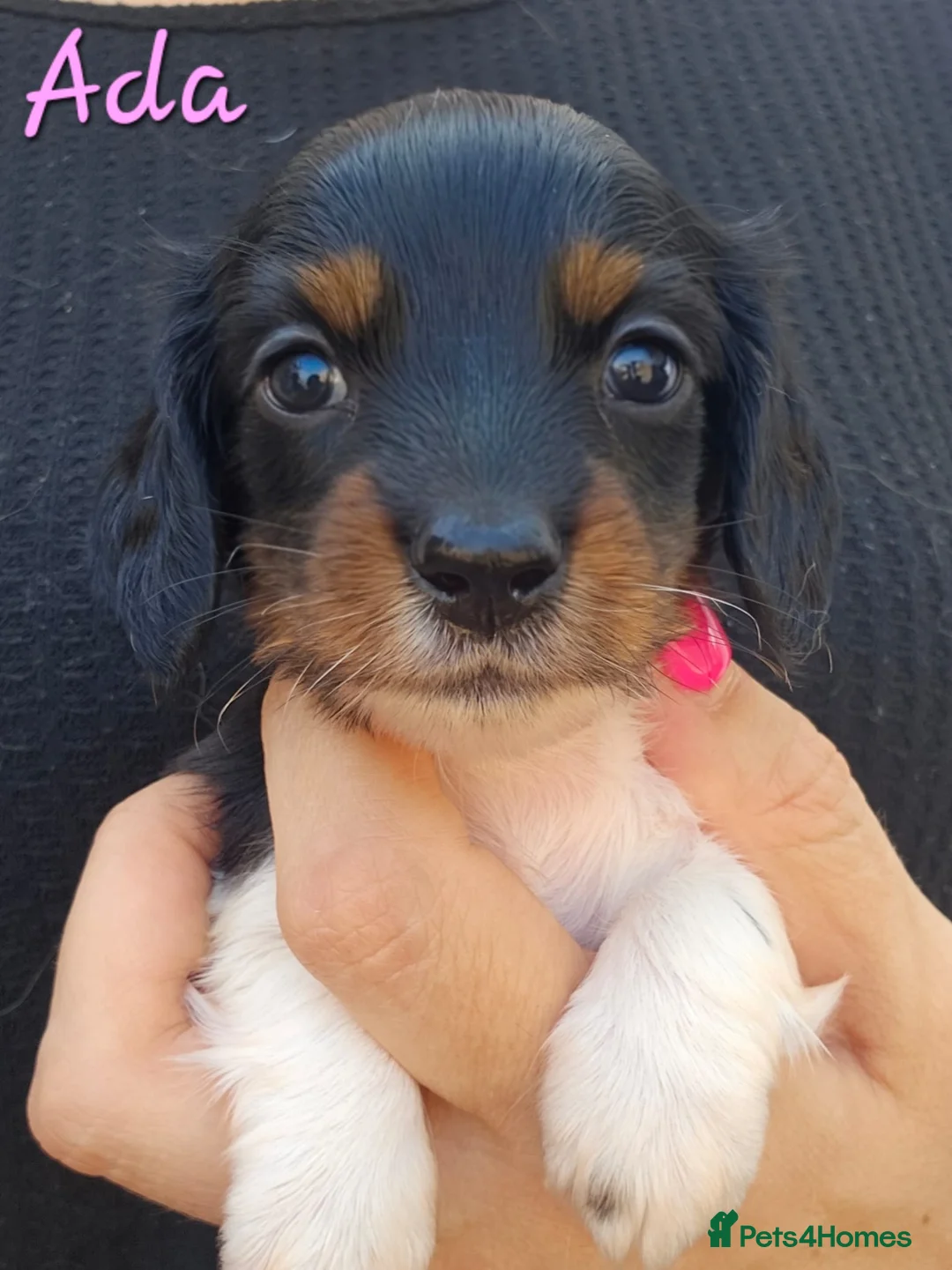 Miniature Dachshund dogs for sale: Last Boy and Last Girl Available - Advert 2