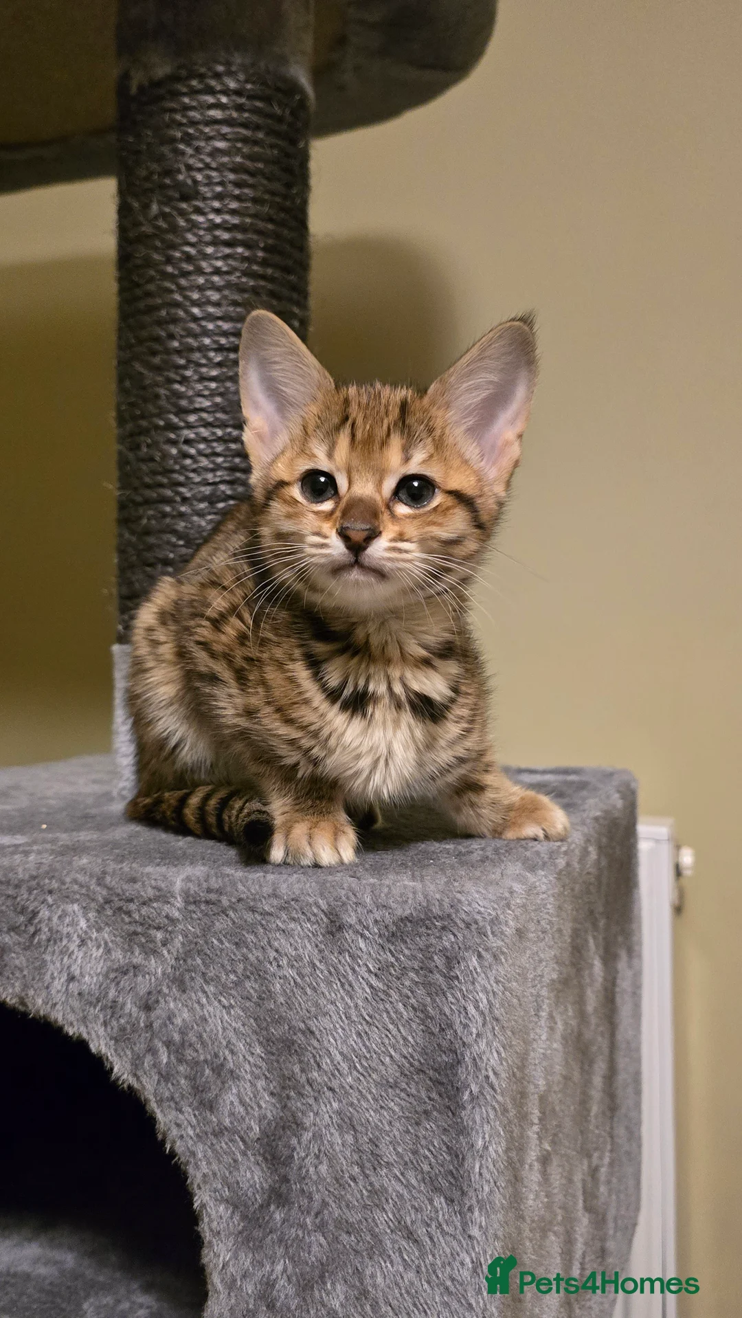 Savannah cats for sale: F3 Tica Registered Savannah Kitten - Cinnamon girl - Advert 12