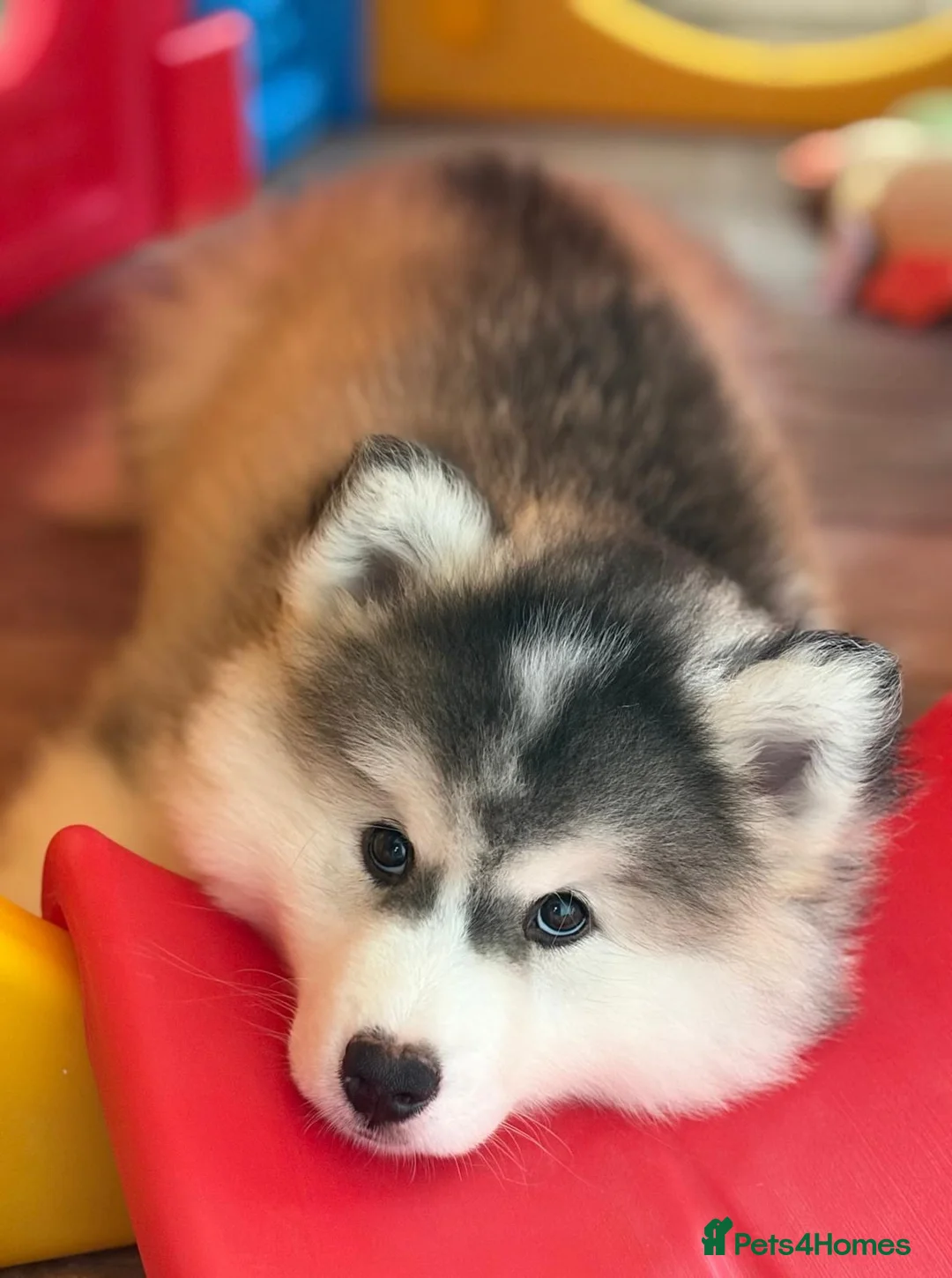 Pomsky dogs for sale: Stunning F3 Pomsky Puppies - Advert 2