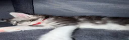 Maine Coon cats for sale: 6 beautiful Maine coon kittens  - Advert 24