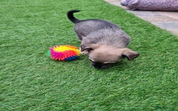 Chihuahua dogs for sale: 5 chihuahua  - Image 7