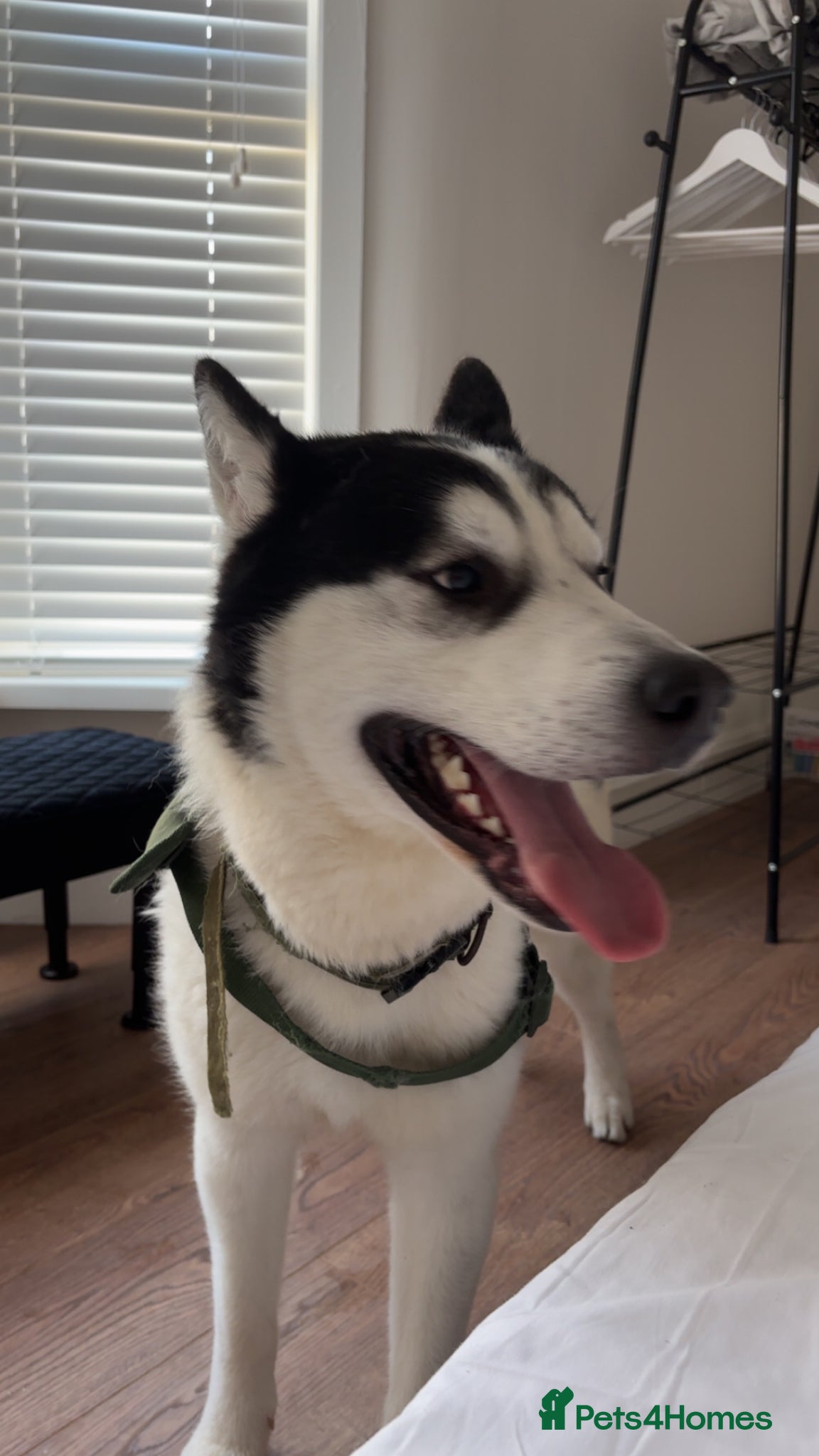 Utonagan dogs Super loveable - Advert 6