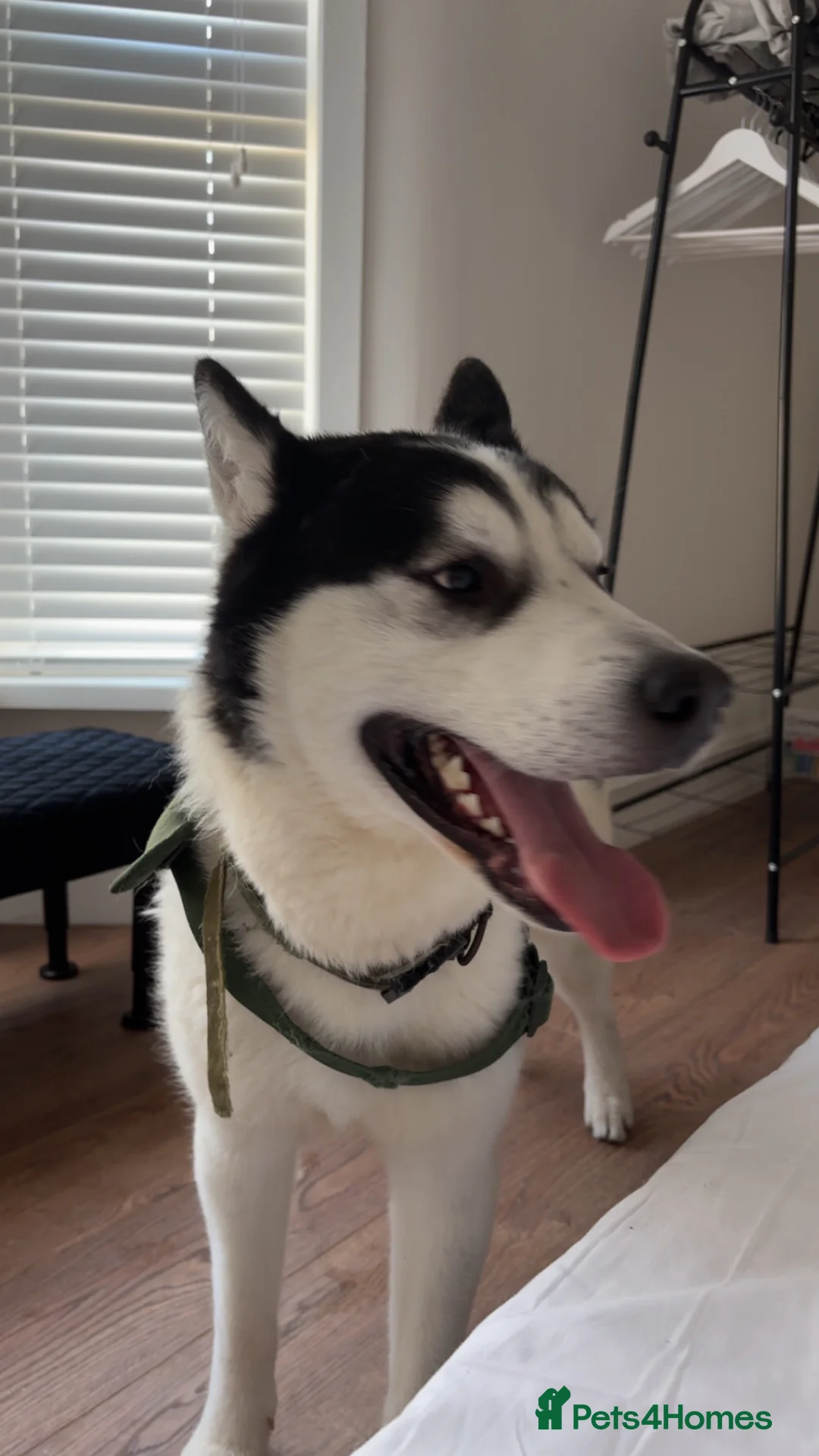 Utonagan dogs for sale: Super loveable - Advert 1