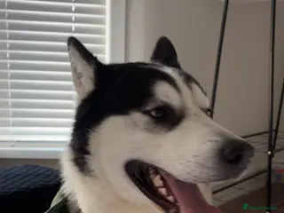 Utonagan dogs Super loveable - Advert 1