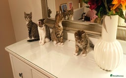 Mixed Breed cats for sale: Adorable kittens in London(SE18)😻❤️😻 - Image 4