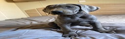 Great Dane dogs for sale: Blue Great Dane puppies - Advert 2