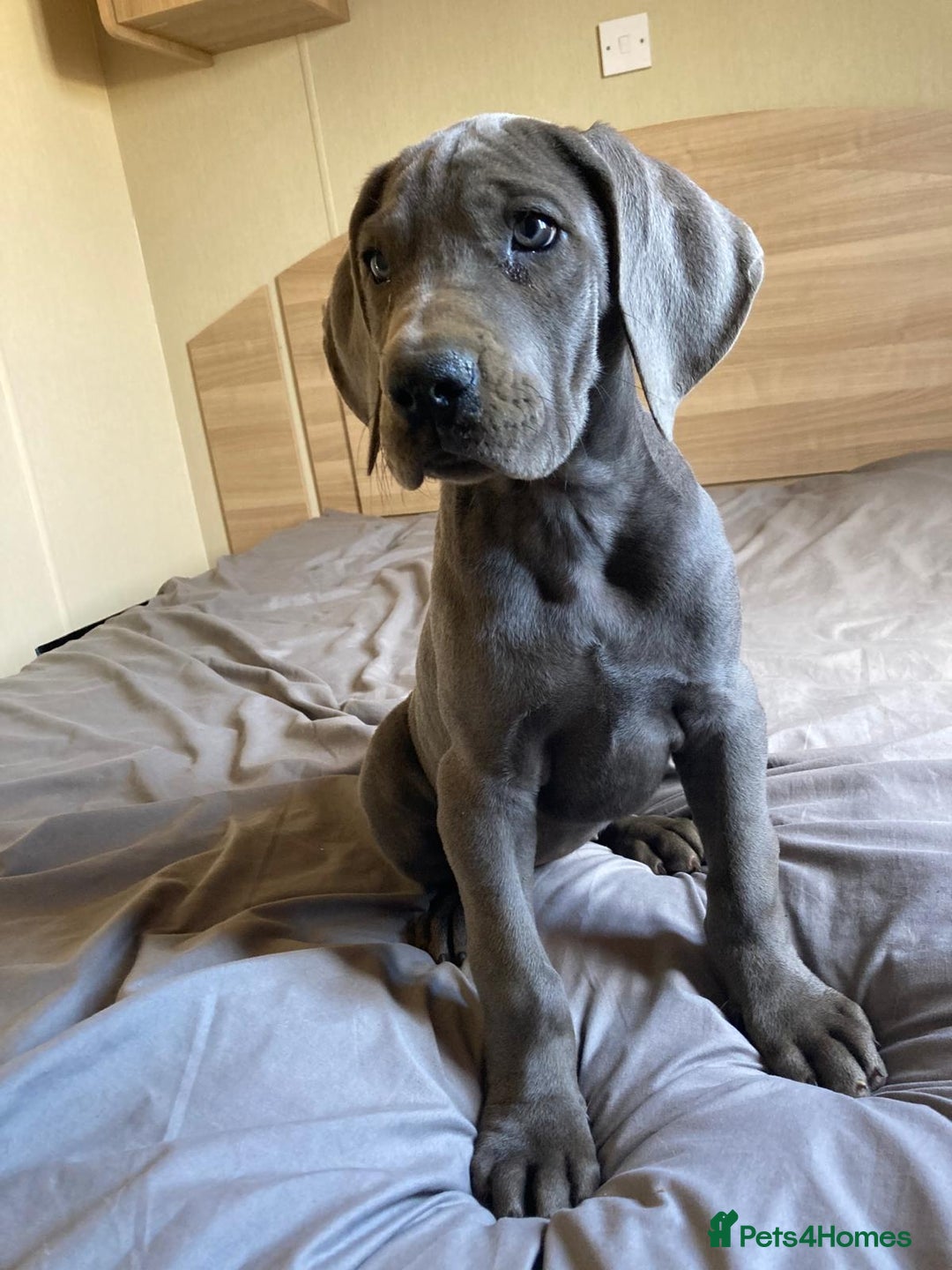 Great Dane dogs for sale: Blue Great Dane puppies - Advert 2