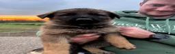 German Shepherd dogs for sale: 🤩 5 gorgeous German Shepherd pups  in Crewe - Advert 6