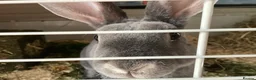 Rex rabbits for sale: Mini re **  in Liverpool - Advert 19