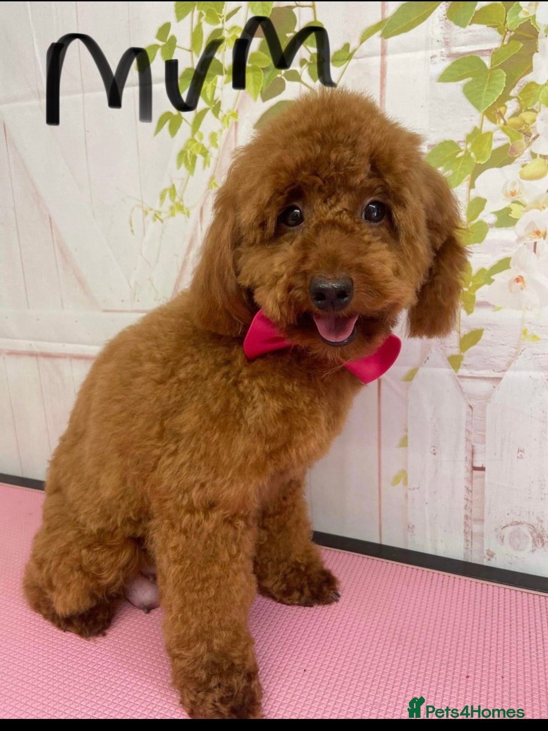 Cavapoo dogs for sale: Beautiful cavapoo puppy’s  in Ashford - Image 5
