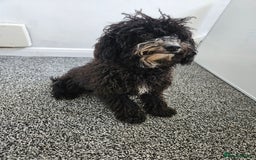 Maltipoo dogs for sale: 6 months old maltipoo - Image 2