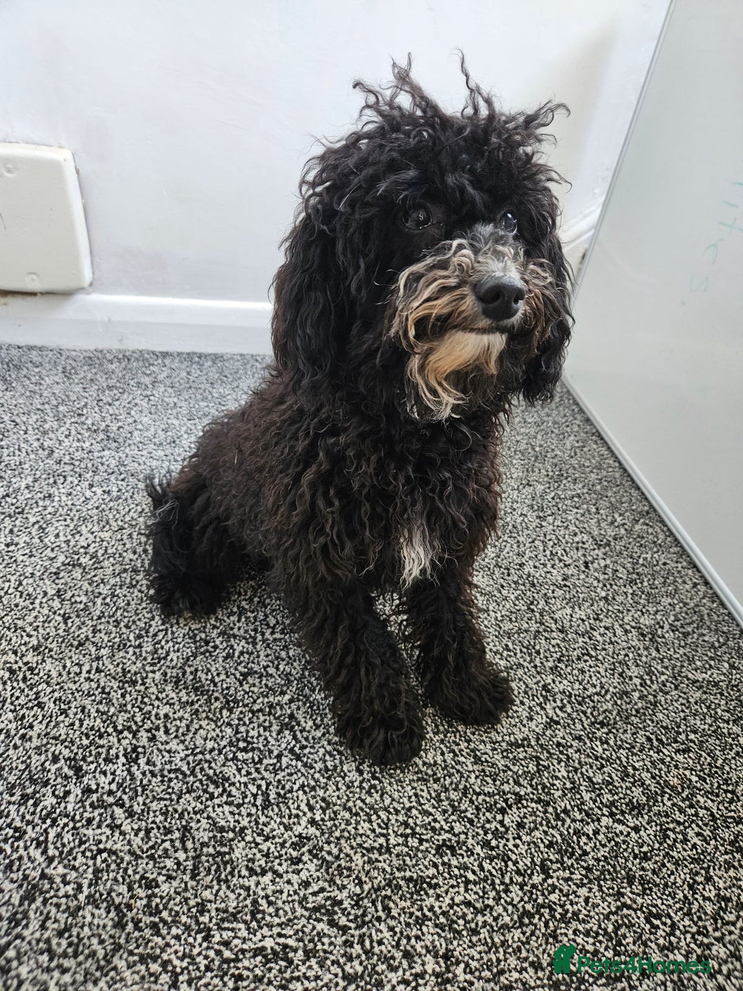 Maltipoo dogs for sale: 6 months old maltipoo - Image 2