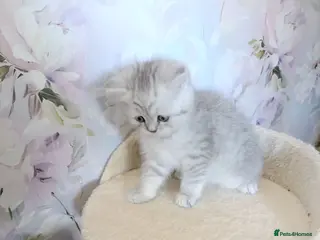 British Shorthair cats British Shorthair kittens - Advert 5