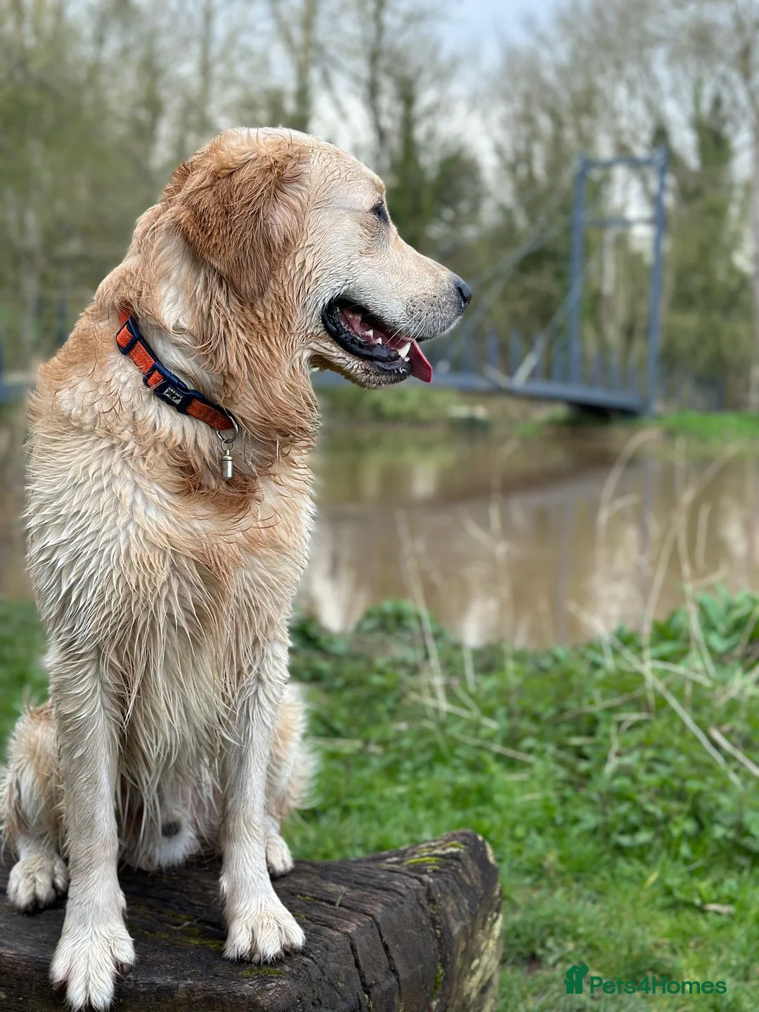 Golden Retriever dogs for stud: Charlie available at stud  in Telford - Advert 3