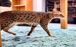 Savannah cats for sale: F3 girls  - Image 10