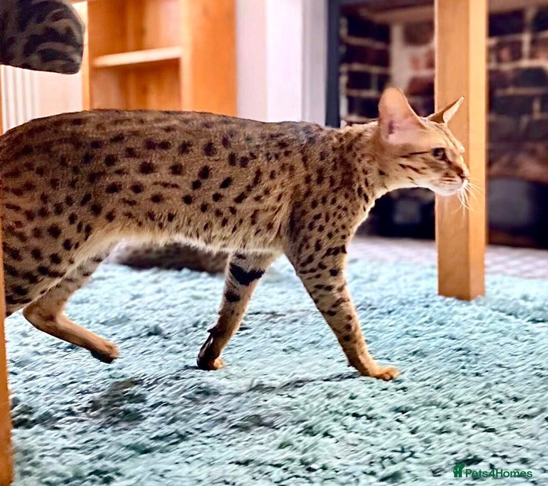 Savannah cats for sale: F3 girls  - Image 10