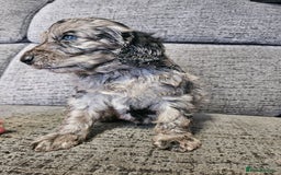 Cockapoo dogs for sale: Cockapoo puppies 2LEFT - Image 9